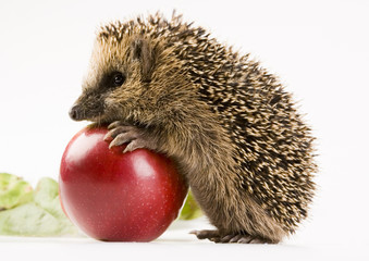 Hedgehog © Sebastian Duda