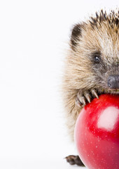 Happy hedgehog © Sebastian Duda