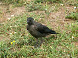 jackdaw