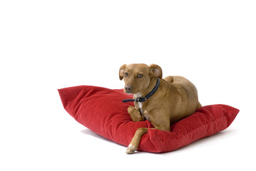 Obraz premium brown dog from a mixed breed in the studio