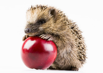 Happy hedgehog © Sebastian Duda