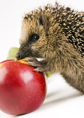 Hedgehog & Red Apple