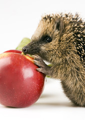 Hedgehog & Red Apple