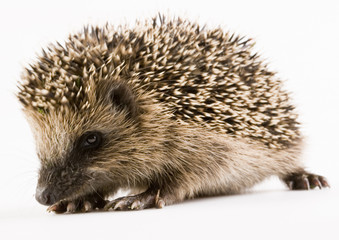 Hedgehog