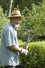 clipping a hedge