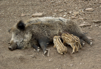 Wildschwein mit Junge