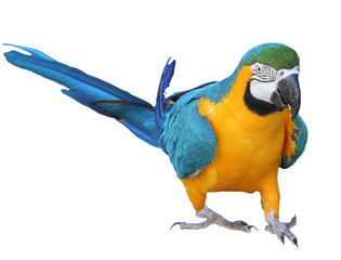 perroquet © Gildas Douessin