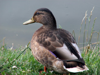 duck