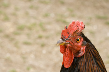 cock head close-up