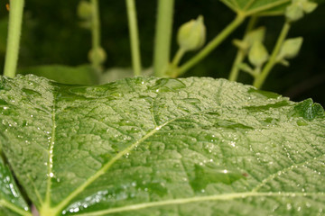 The green leave with big water drops
