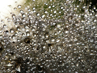wet dandelion seed
