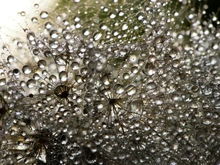 Door stickers Dandelions and water wet dandelion seed
