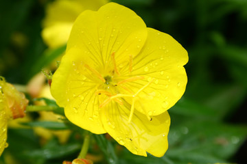 Close up of yellow flower with water drops