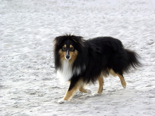 Sheltie