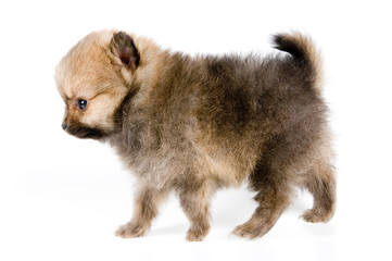 Obraz premium The puppy of the spitz-dog