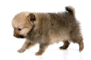 Obraz premium The puppy of the spitz-dog 