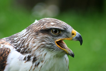Königsrauhfubussard