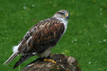 Königsrauhfubussard