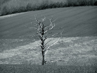 0801 - Silhouette d'arbre mort, ambiance hivernale