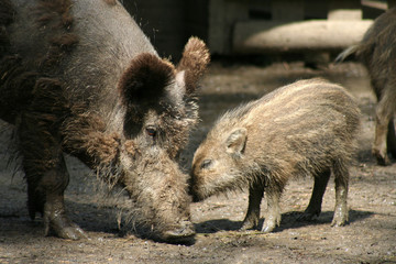 Wildschweine