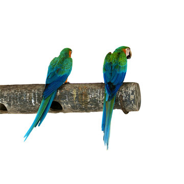 Two Tropical birds isolated  - Parrots