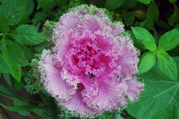 Oriental Colors Series flowering cabbage