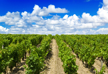 Fototapeta na wymiar winnicy w Bordeaux