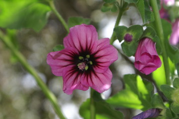 fleur violette aux Baléares