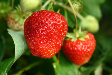 Vase with the ripe fresh berries.