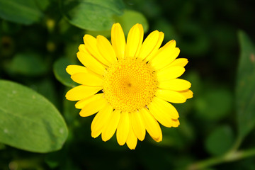 close up view of small yellow flower