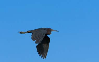 Little Blue Heron In Flight