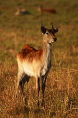 Young male Red Lechwe, Okavango, Botswana