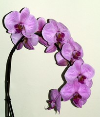 orchid form