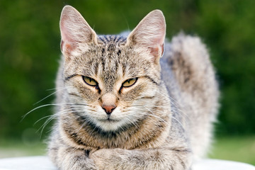 Obraz premium cat