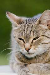 cat