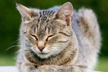 cat