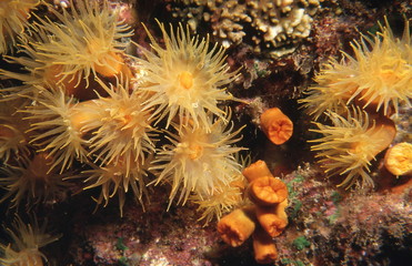anemone de mer