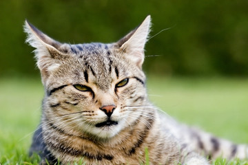 cat