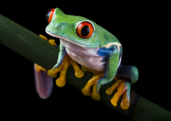 red eyed frog on bamboo