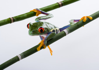 crazy red eyed frog on bamboo