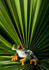 Wall murals Lime green frog the princess