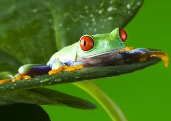 Crédence de cuisine en verre imprimé Grenouille frog on leaf