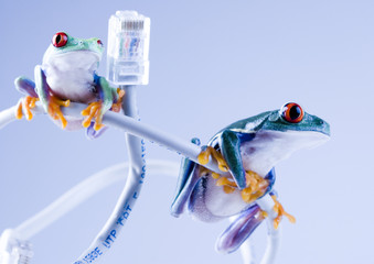 internet frogs