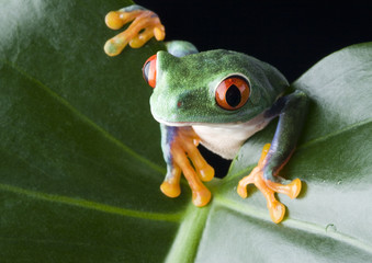 red eyed frog on green leaf