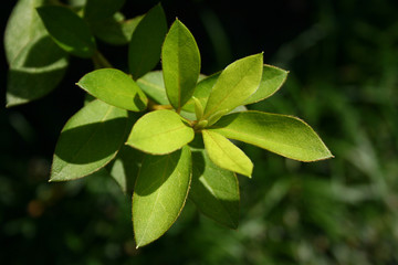 Leaf Detail