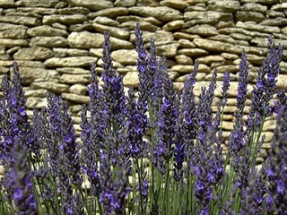 Lavendel 30