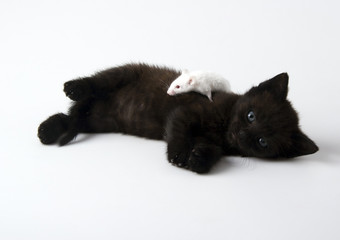 Black cat & White mouse