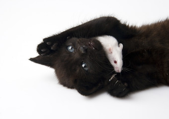 Fototapeta na wymiar Black cat & White mouse