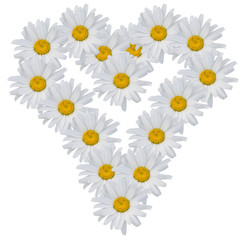 Heart from flowers of camomiles on a white background.