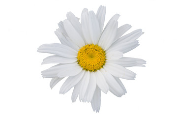 The isolated flower of a camomile on a white background.